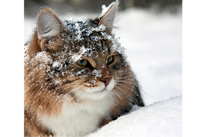 Lire la suite à propos de l’article Prendre soin de son chien et de son chat en hiver