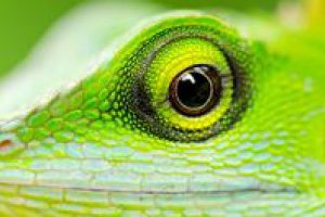 Lire la suite à propos de l’article L’alimentation des reptiles herbivores