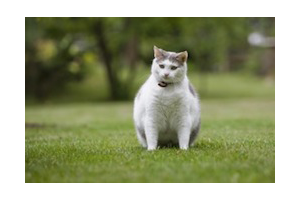 Lire la suite à propos de l’article Comment gérer un surpoids chez le chat ?