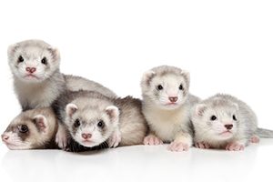 Lire la suite à propos de l’article Présentation du FURET