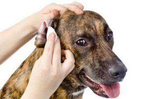 Lire la suite à propos de l’article Hygiène de votre chien  : les yeux et les oreilles